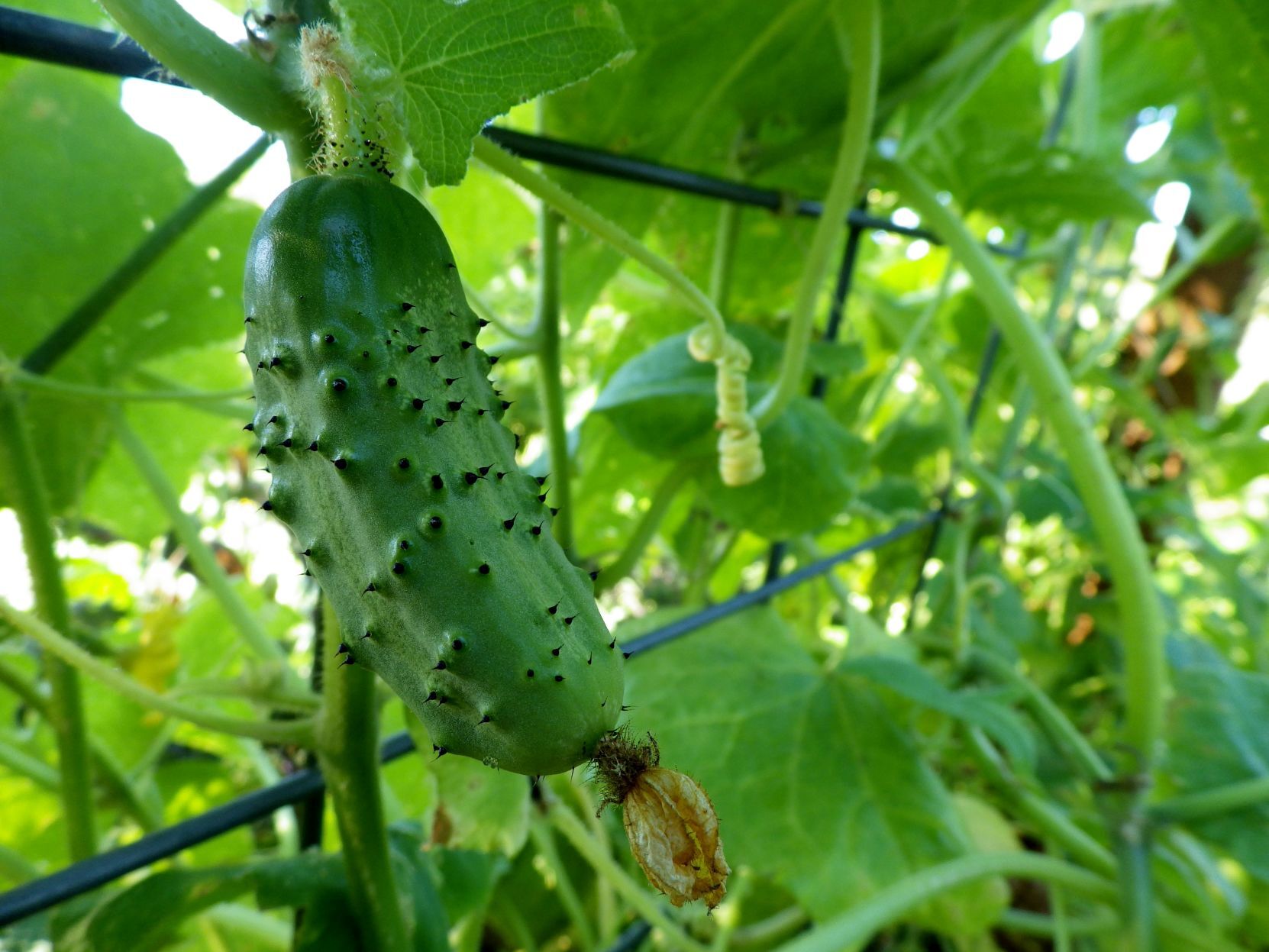 Pollinator garden